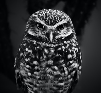 猫头鹰的选择聚焦灰度摄影
